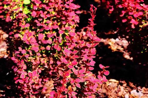 It might help strengthen the heartbeat, which could benefit people with certain heart conditions. . Berberis problems